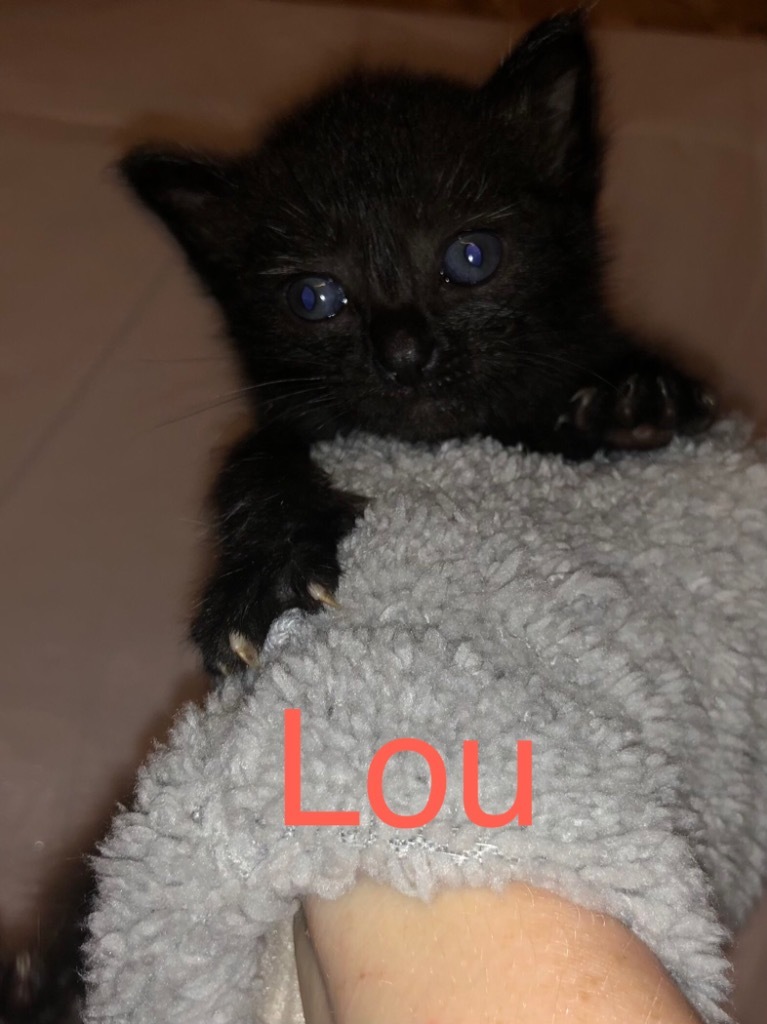 Lou, an adoptable Domestic Short Hair in Portland, IN, 47371 | Photo Image 2