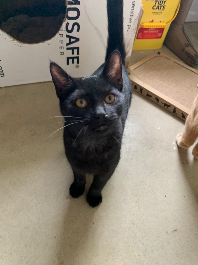 Lou, an adoptable Domestic Short Hair in Portland, IN, 47371 | Photo Image 2