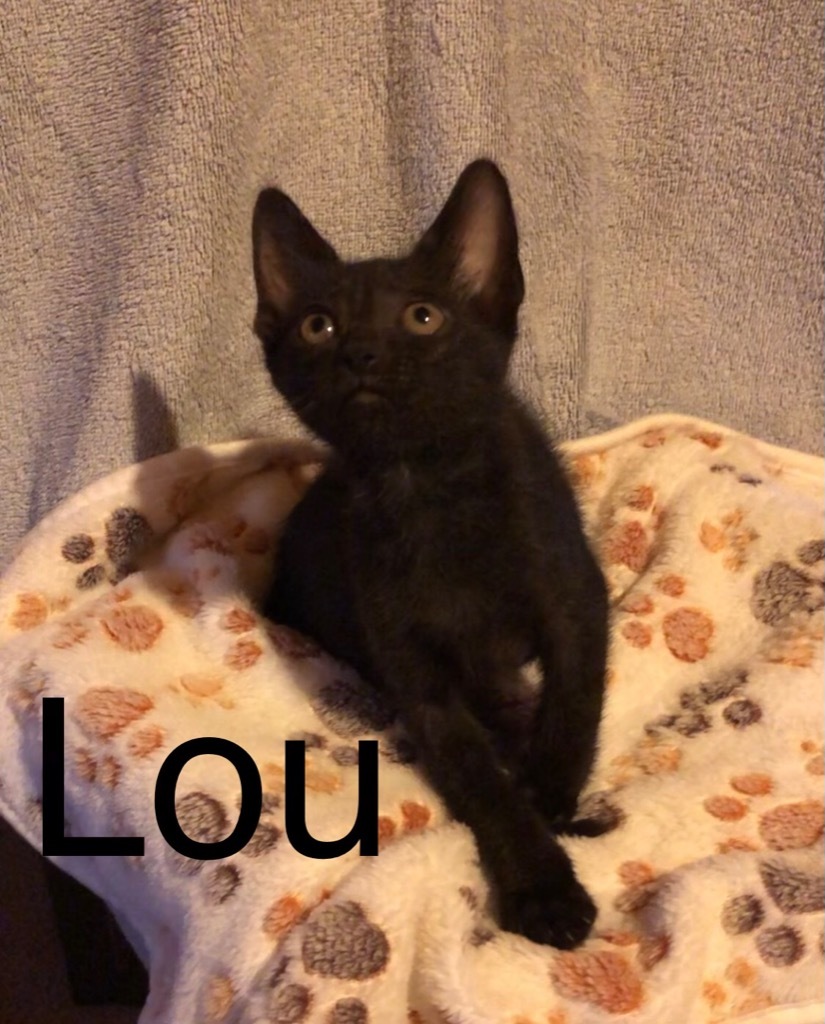 Lou, an adoptable Domestic Short Hair in Portland, IN, 47371 | Photo Image 3