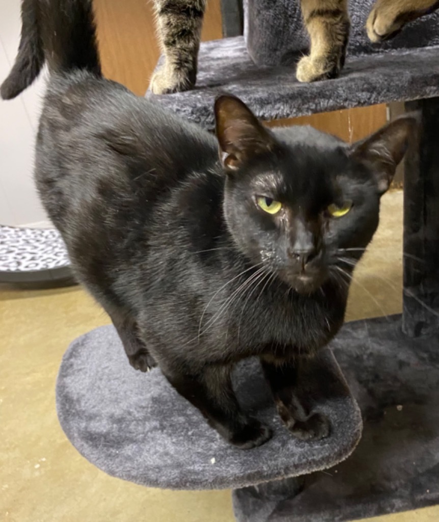 Lou, an adoptable Domestic Short Hair in Portland, IN, 47371 | Photo Image 3