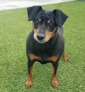Full bred min pin who desperately needs a great home because Lucky is a wonderful companion dog who 