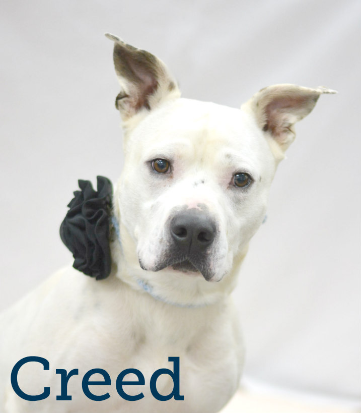 Dog For Adoption Creed A Pointer Mix In Lake Havasu City Az Petfinder