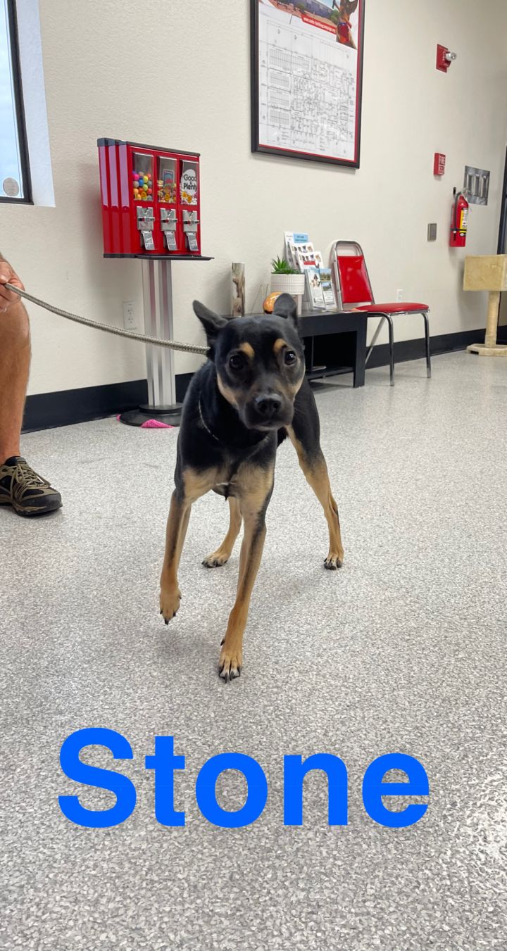 Dog For Adoption Stone A Shepherd Mix In Lake Havasu City Az Petfinder