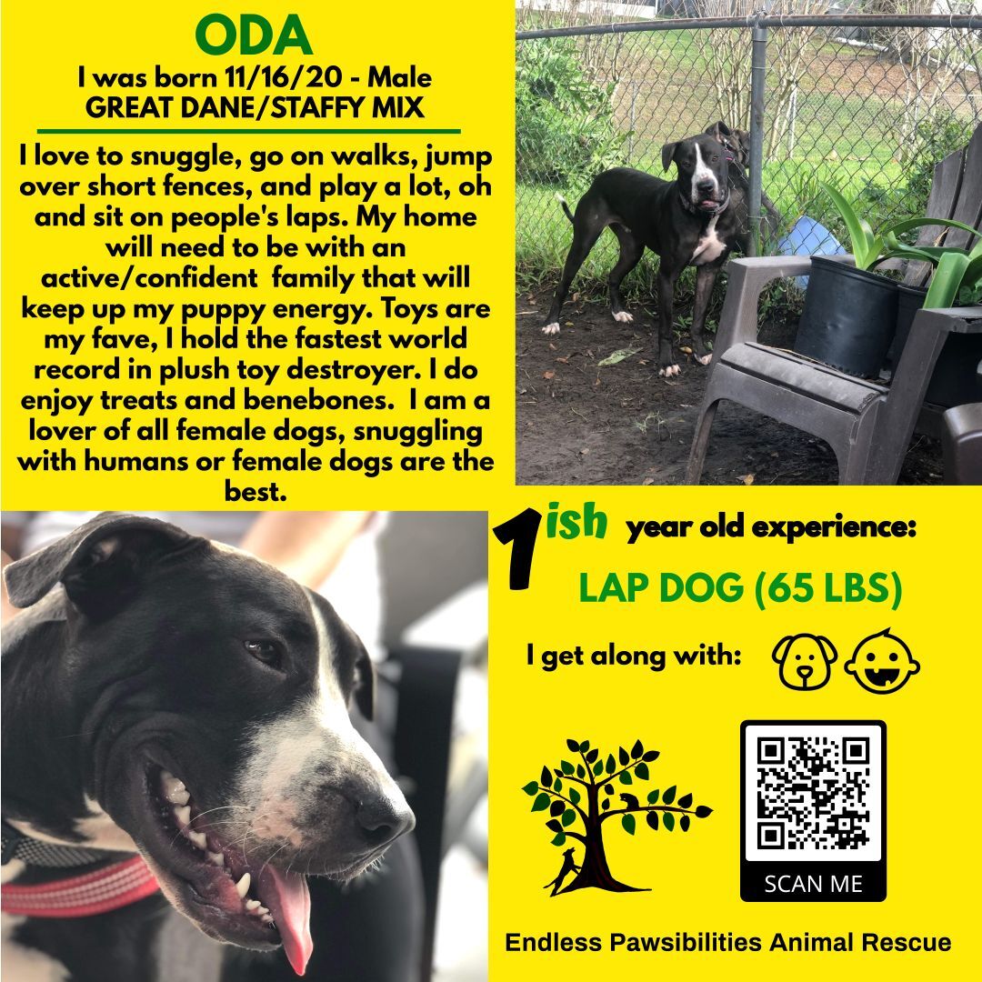 ODA, an adoptable Great Dane, American Bully in Orlando, FL, 32812 | Photo Image 1