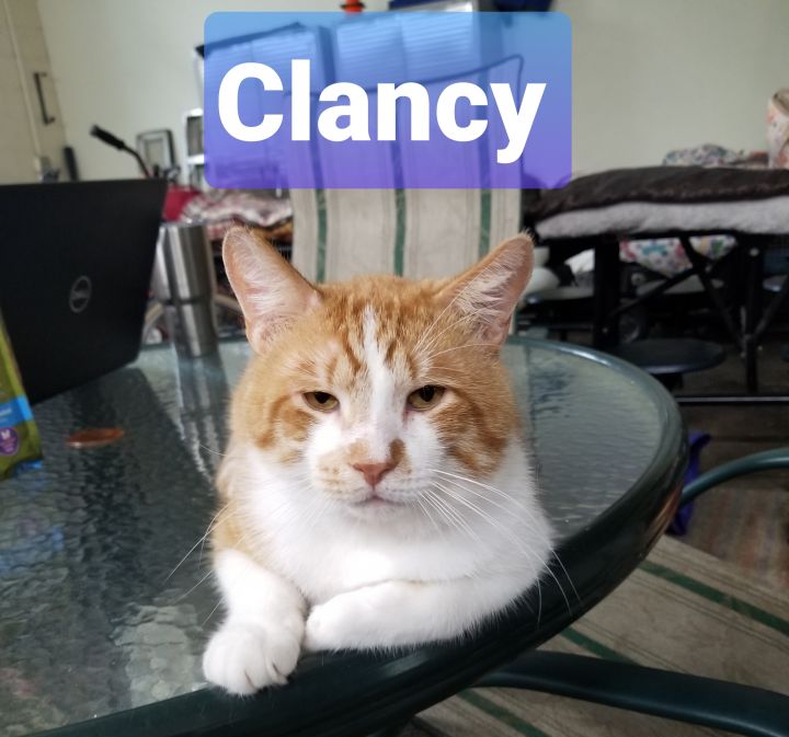 Clancy (Allyssa's foster) 1