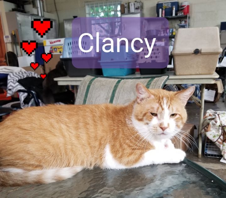 Clancy (Allyssa's foster), an adoptable Domestic Short Hair in Kittanning, PA_image-2