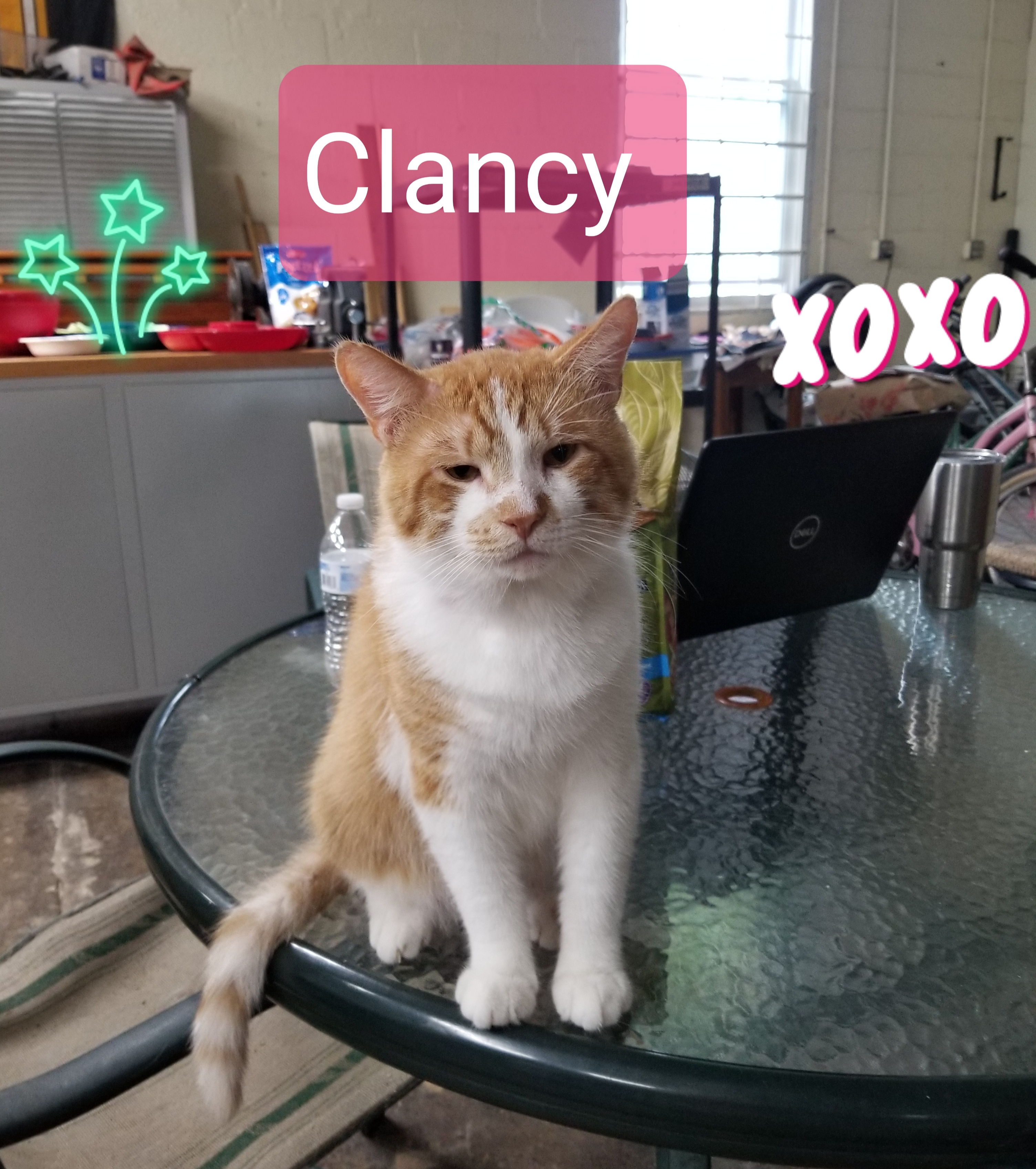 Clancy (Allyssa's foster)