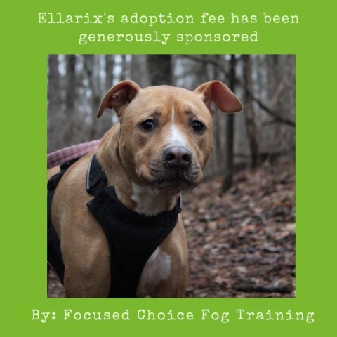 Ellarix, an adoptable American Staffordshire Terrier, Hound in Lynchburg, VA, 24502 | Photo Image 1