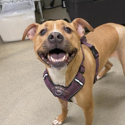 Ellarix, an adoptable American Staffordshire Terrier, Hound in Lynchburg, VA, 24502 | Photo Image 1