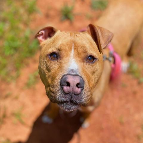 Ellarix, an adoptable American Staffordshire Terrier, Hound in Lynchburg, VA, 24502 | Photo Image 2