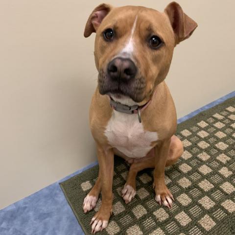 Ellarix, an adoptable American Staffordshire Terrier, Hound in Lynchburg, VA, 24502 | Photo Image 2