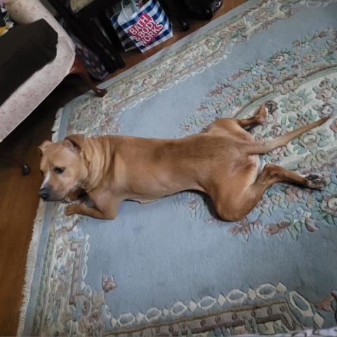 Ellarix, an adoptable American Staffordshire Terrier, Hound in Lynchburg, VA, 24502 | Photo Image 4