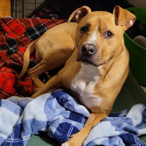 Ellarix, an adoptable American Staffordshire Terrier, Hound in Lynchburg, VA, 24502 | Photo Image 4