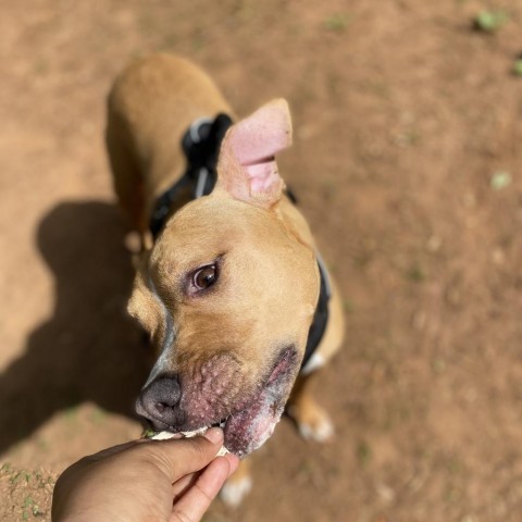 Ellarix, an adoptable American Staffordshire Terrier, Hound in Lynchburg, VA, 24502 | Photo Image 6