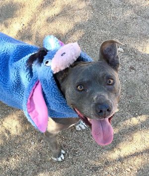 HI - IM CORDELIA Im a happy and compact 9-year-old bluenose pittie-mix girl with a wonderful smil