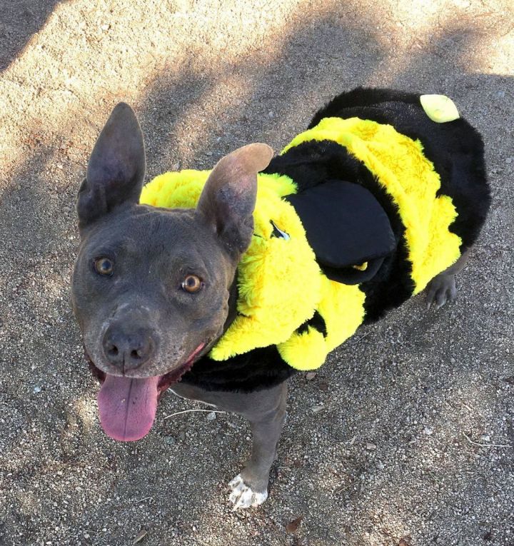 Cordelia, an adoptable Pit Bull Terrier in Ventura, CA_image-5