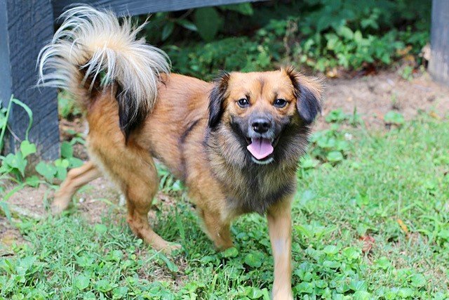 SONNY BOY, an adoptable Pomeranian, Chihuahua in Franklin, TN, 37069 | Photo Image 1