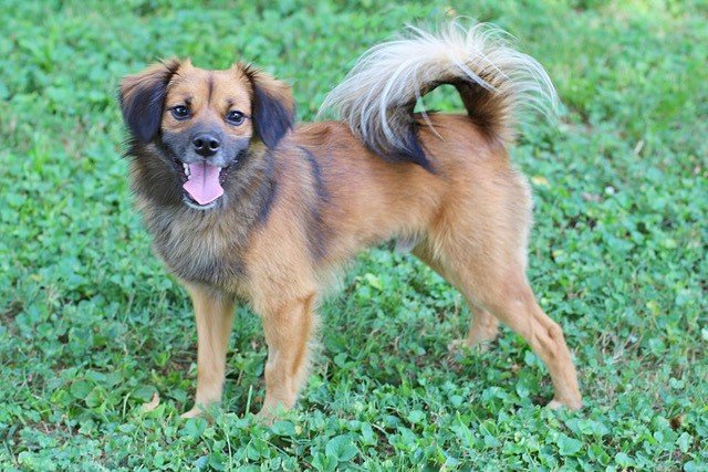SONNY BOY, an adoptable Pomeranian, Chihuahua in Franklin, TN, 37069 | Photo Image 2