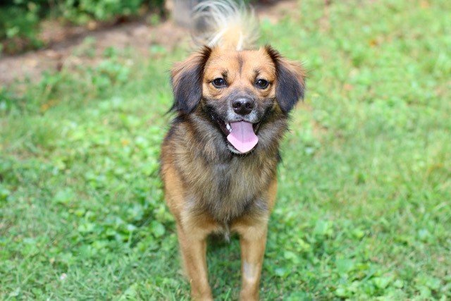 SONNY BOY, an adoptable Pomeranian, Chihuahua in Franklin, TN, 37069 | Photo Image 3
