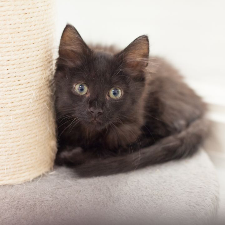 Emerol, an adopted Domestic Medium Hair & Maine Coon Mix in Ponte Vedra, FL_image-1
