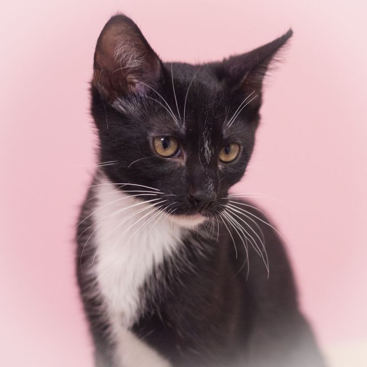 Emery, an adopted Tuxedo & Domestic Short Hair Mix in Ponte Vedra, FL_image-2