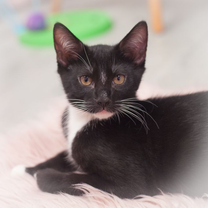 Emery, an adopted Tuxedo & Domestic Short Hair Mix in Ponte Vedra, FL_image-1
