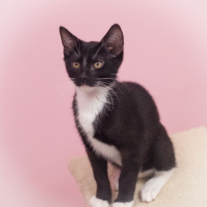 Emery, an adopted Tuxedo & Domestic Short Hair Mix in Ponte Vedra, FL_image-3
