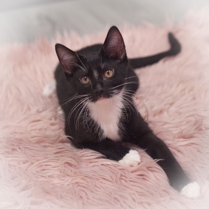 Emery, an adopted Tuxedo & Domestic Short Hair Mix in Ponte Vedra, FL_image-5
