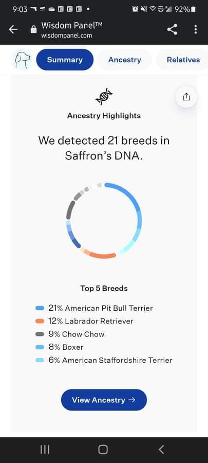 Saffron- Watch my Video, an adoptable Labrador Retriever & Golden Retriever Mix in Hillister, TX_image-5