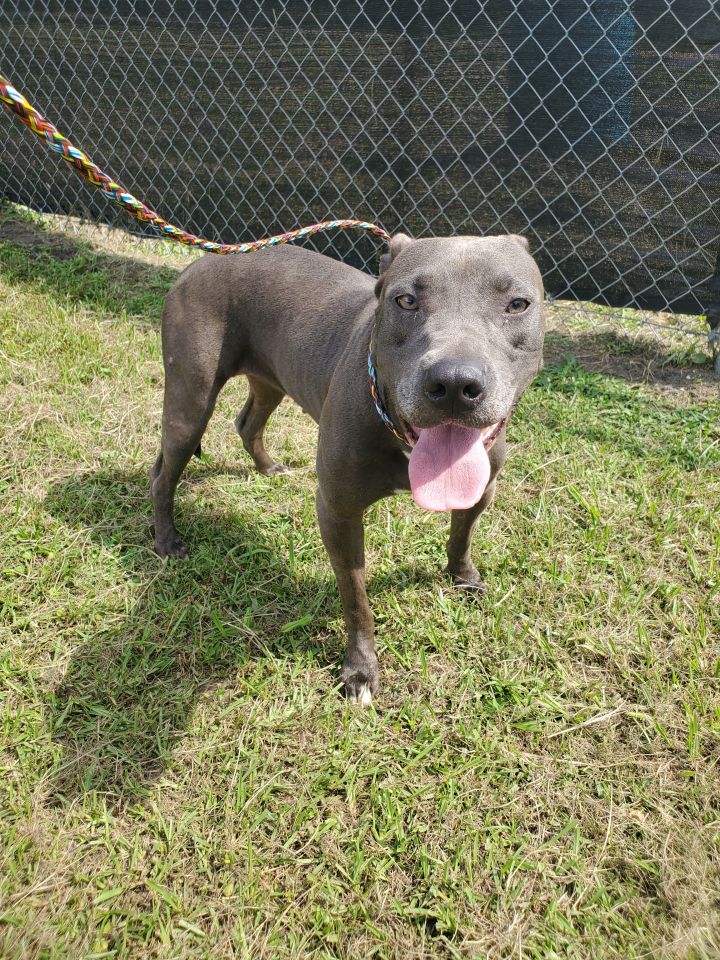 Ash, an adopted American Staffordshire Terrier in Nashville, GA_image-1