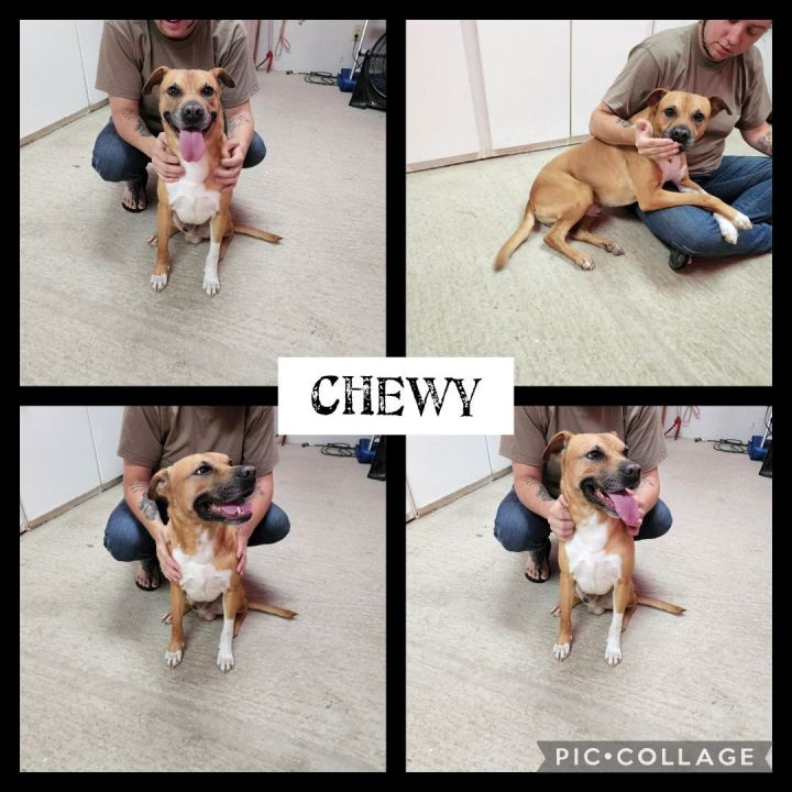 Chewy 1