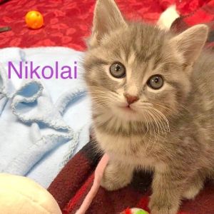 Nikolai