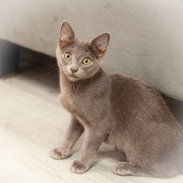 Garston, an adopted Russian Blue & Domestic Short Hair Mix in Ponte Vedra, FL_image-4