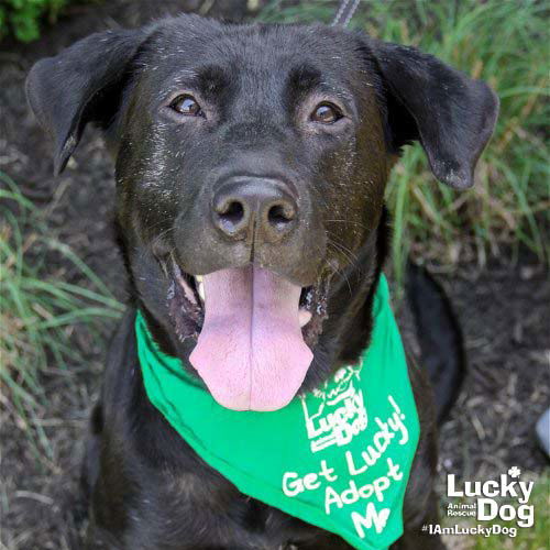 Mikey, an adoptable Labrador Retriever, Retriever in Washington, DC, 20007 | Photo Image 1