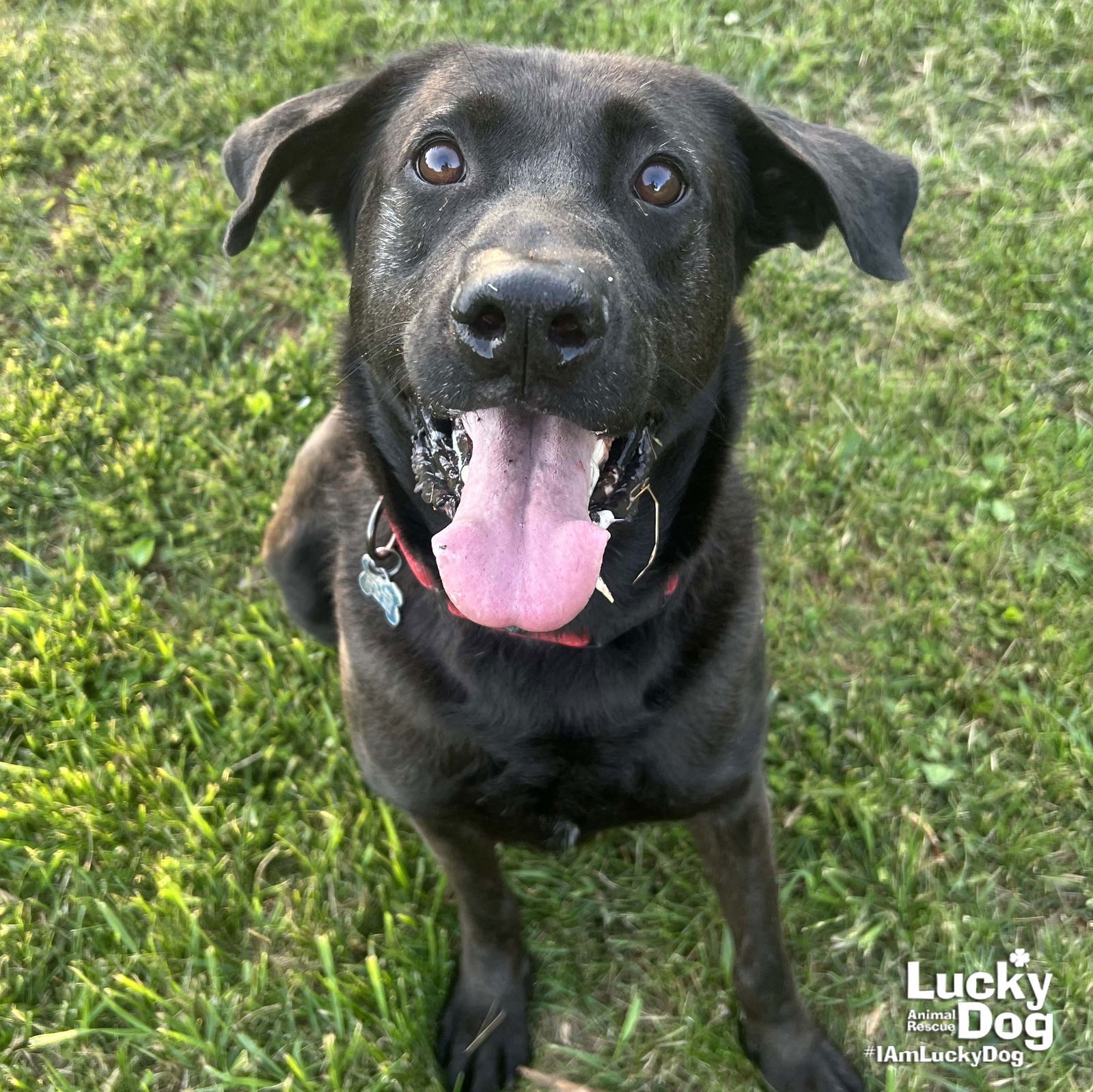 Mikey, an adoptable Labrador Retriever, Retriever in Washington, DC, 20007 | Photo Image 2