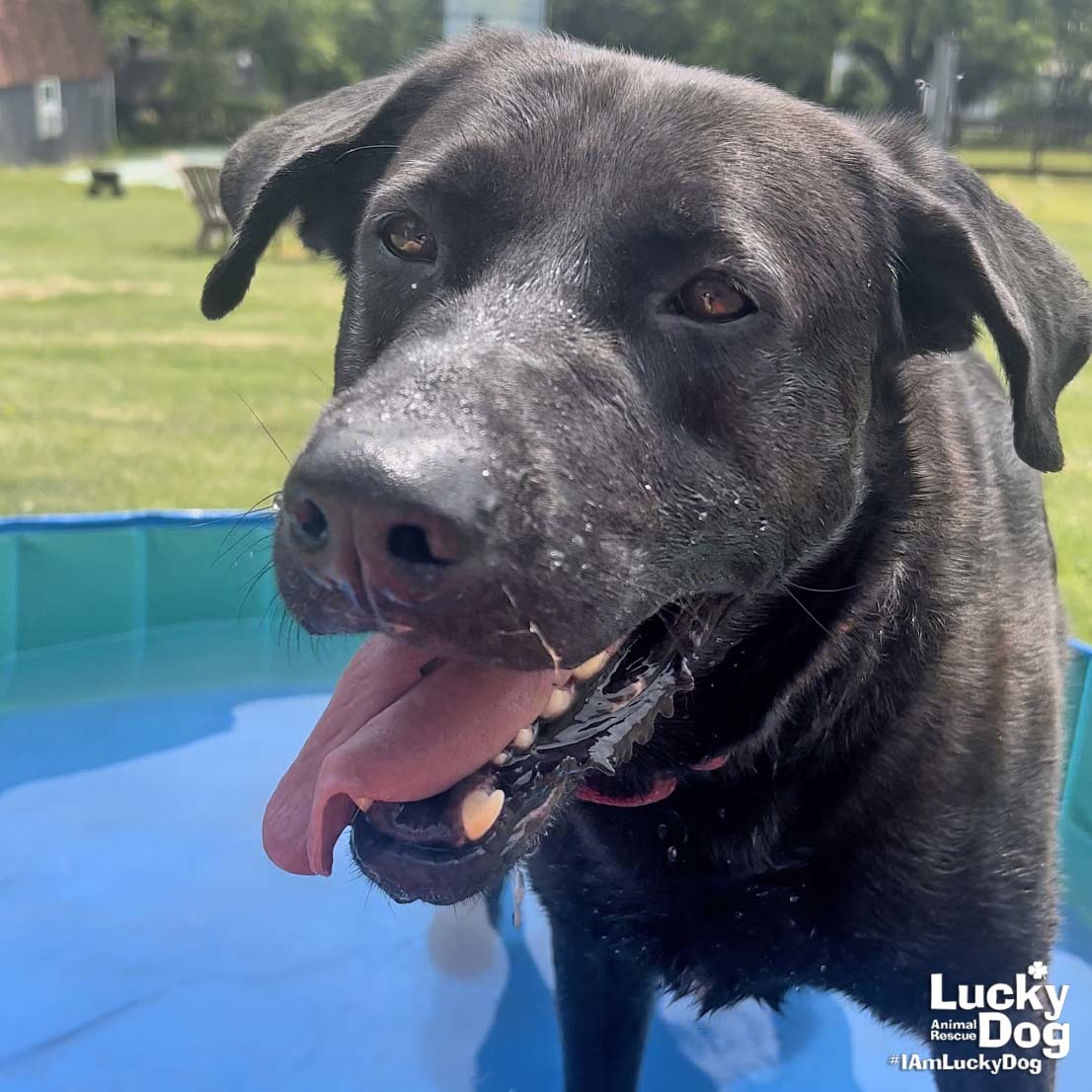 Mikey, an adoptable Labrador Retriever, Retriever in Washington, DC, 20007 | Photo Image 3