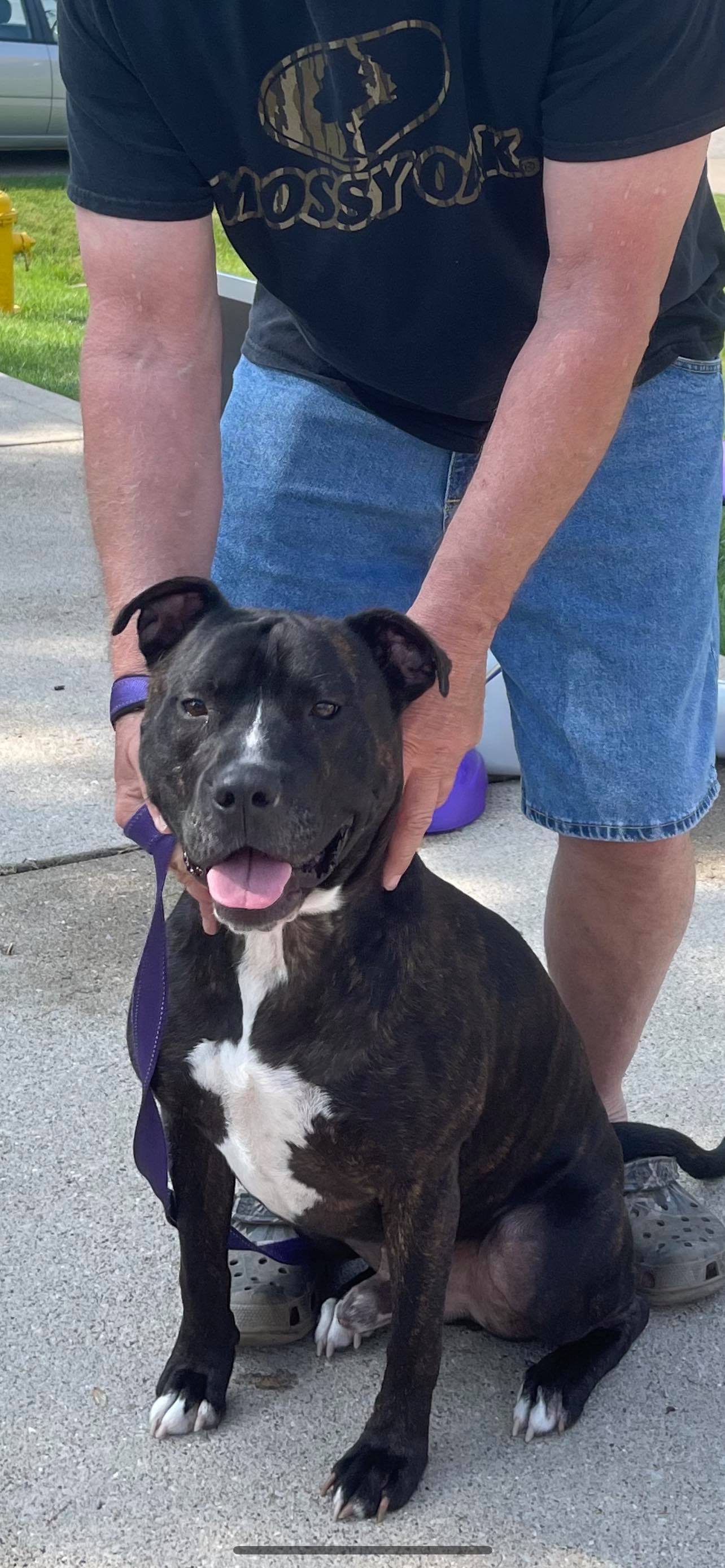 Cinder, an adoptable Pit Bull Terrier in Lewis Center, OH, 43035 | Photo Image 1