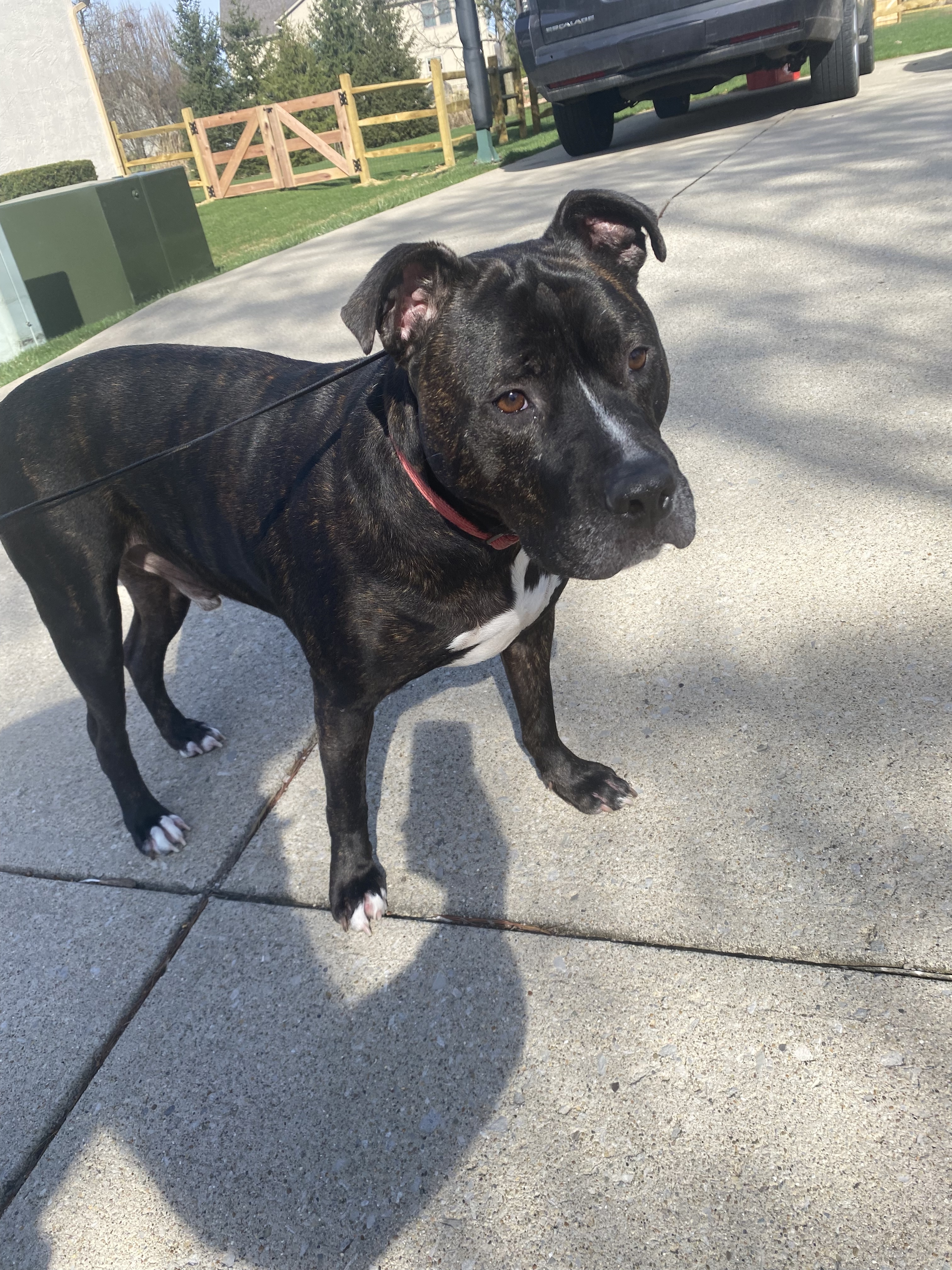 Cinder, an adoptable Pit Bull Terrier in Lewis Center, OH, 43035 | Photo Image 2