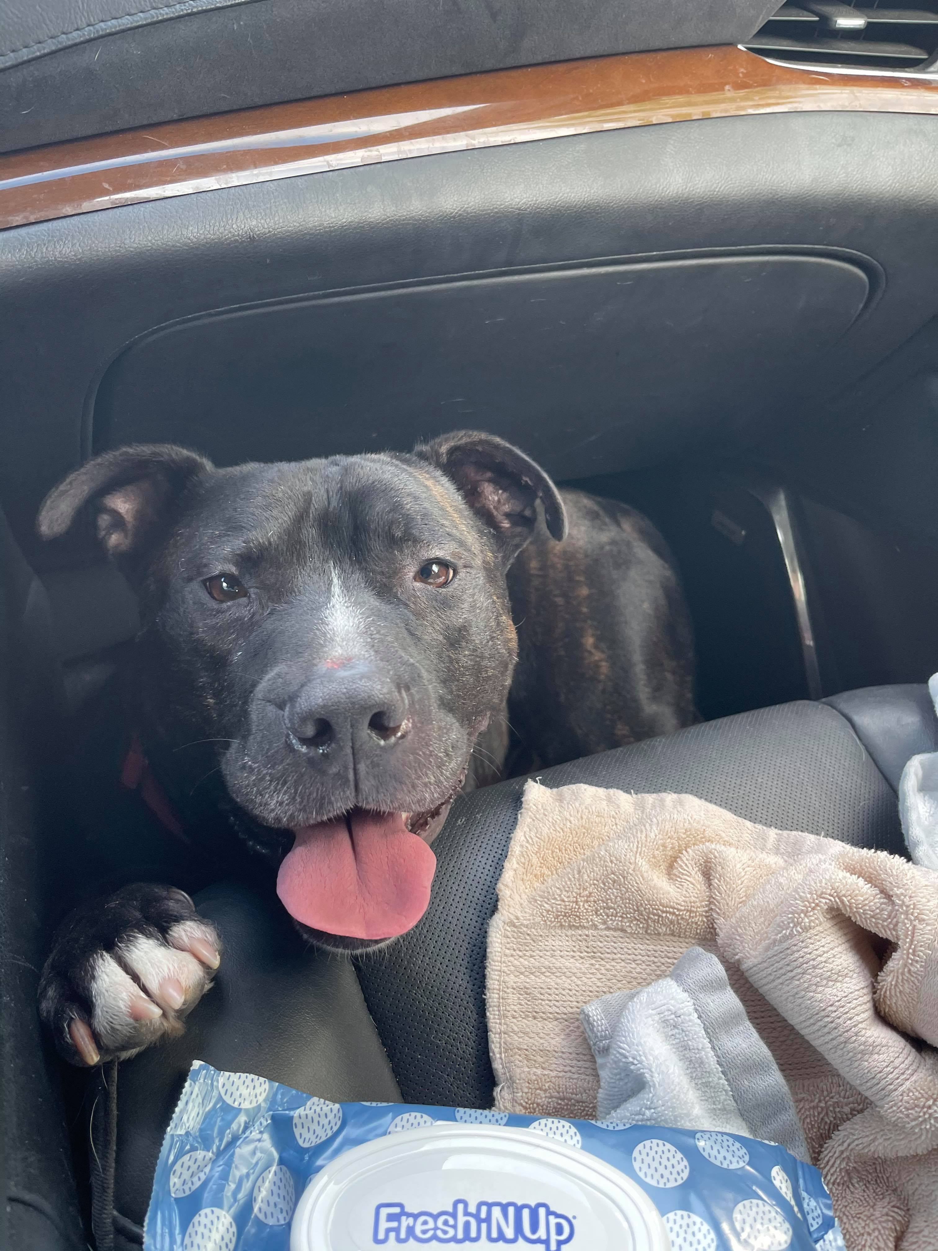 Cinder, an adoptable Pit Bull Terrier in Lewis Center, OH, 43035 | Photo Image 3