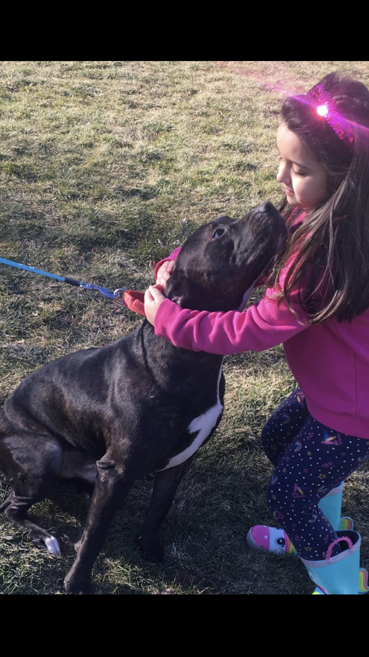 Cinder, an adoptable Pit Bull Terrier in Lewis Center, OH, 43035 | Photo Image 5