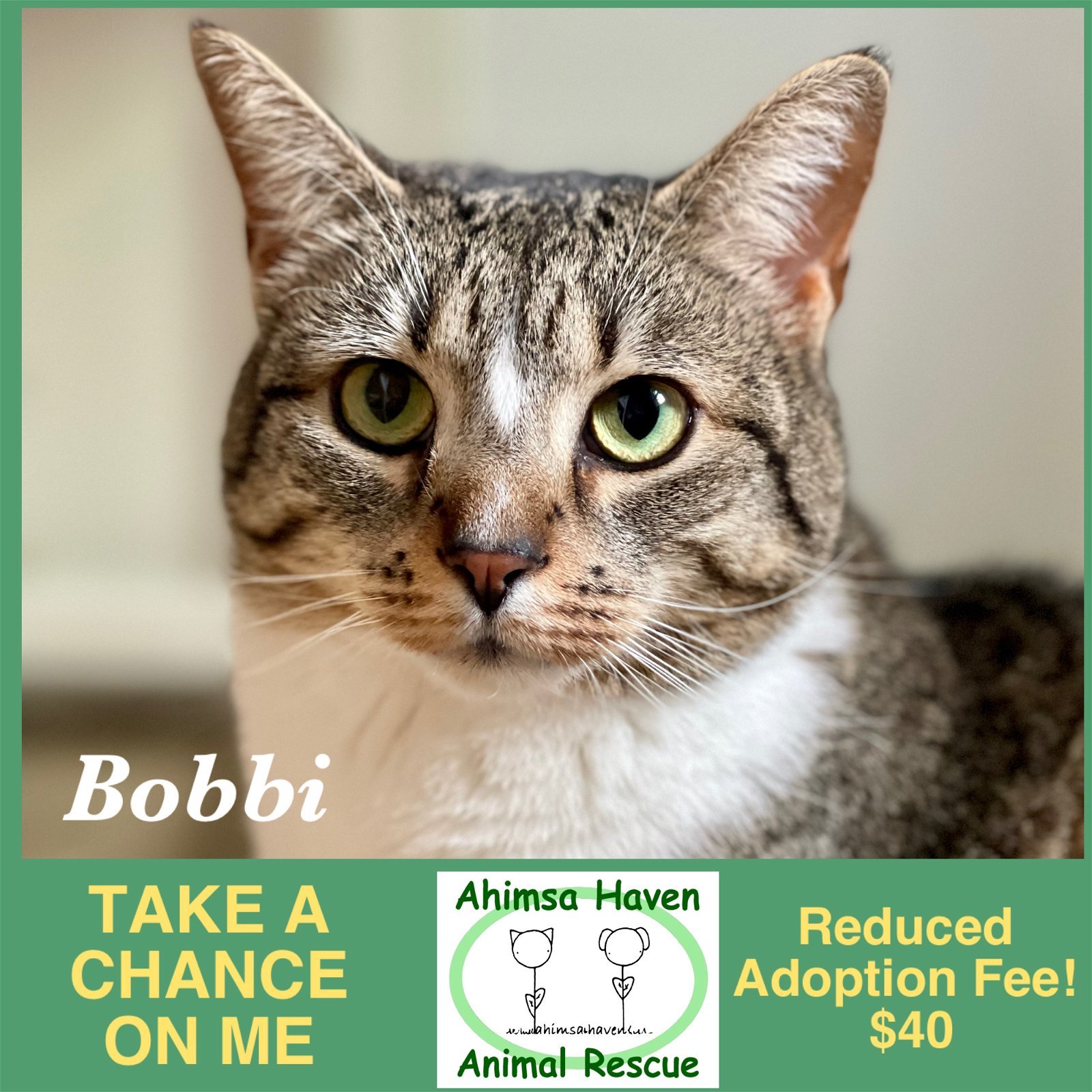 Bobbi, an adoptable Domestic Short Hair in Templeton, MA, 01468 | Photo Image 1