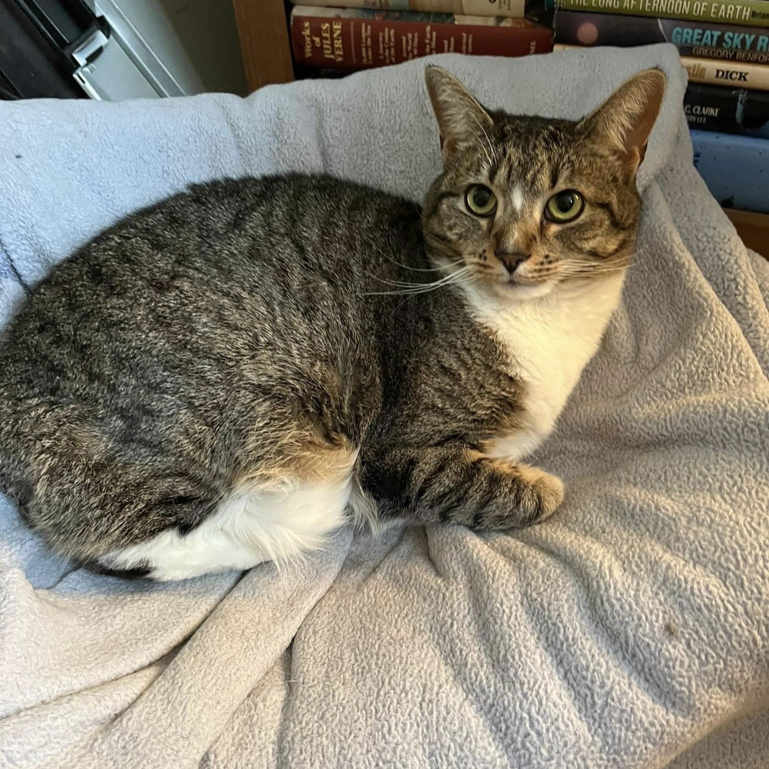 Bobbi, an adoptable Domestic Short Hair in Templeton, MA, 01468 | Photo Image 2