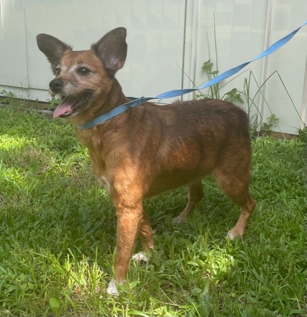 Bear, an adopted Jack Russell Terrier & Chihuahua Mix in Palm Harbor, FL_image-3