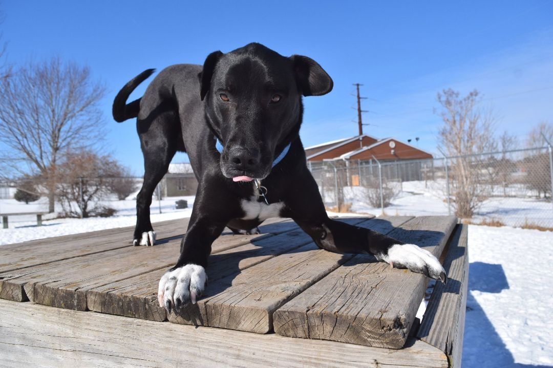 Zeke, an adoptable Mixed Breed in Tomah, WI, 54660 | Photo Image 2