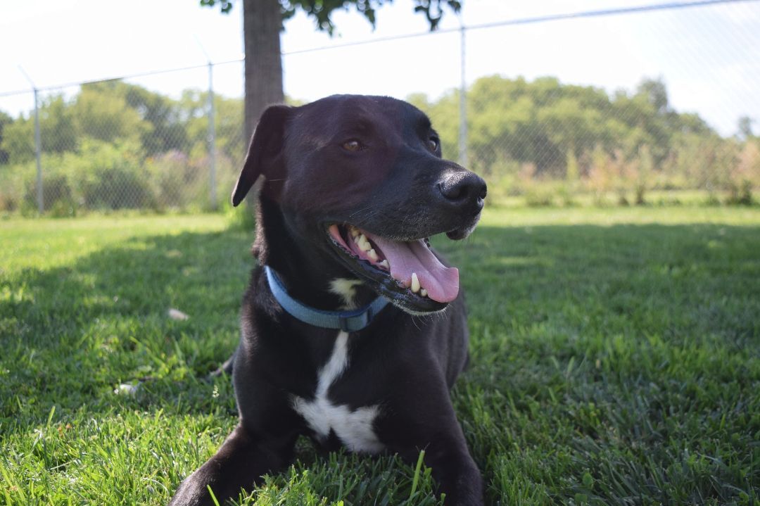 Zeke, an adoptable Mixed Breed in Tomah, WI, 54660 | Photo Image 1