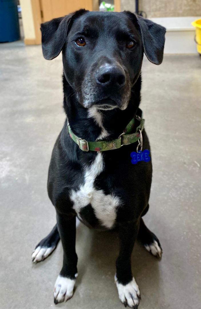 Zeke, an adoptable Mixed Breed in Tomah, WI, 54660 | Photo Image 4