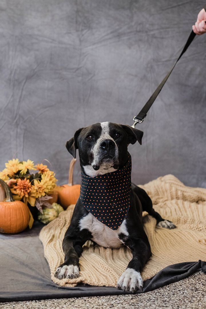 Dex, an adoptable Pit Bull Terrier in Uniontown, PA, 15401 | Photo Image 1