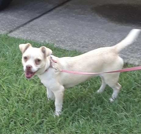Remi, an adoptable Chihuahua, Boston Terrier in Irmo, SC, 29063 | Photo Image 2