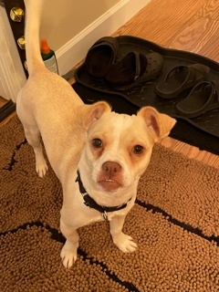 Remi, an adoptable Chihuahua, Boston Terrier in Irmo, SC, 29063 | Photo Image 4