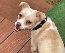 Remi, an adoptable Chihuahua, Boston Terrier in Irmo, SC, 29063 | Photo Image 5